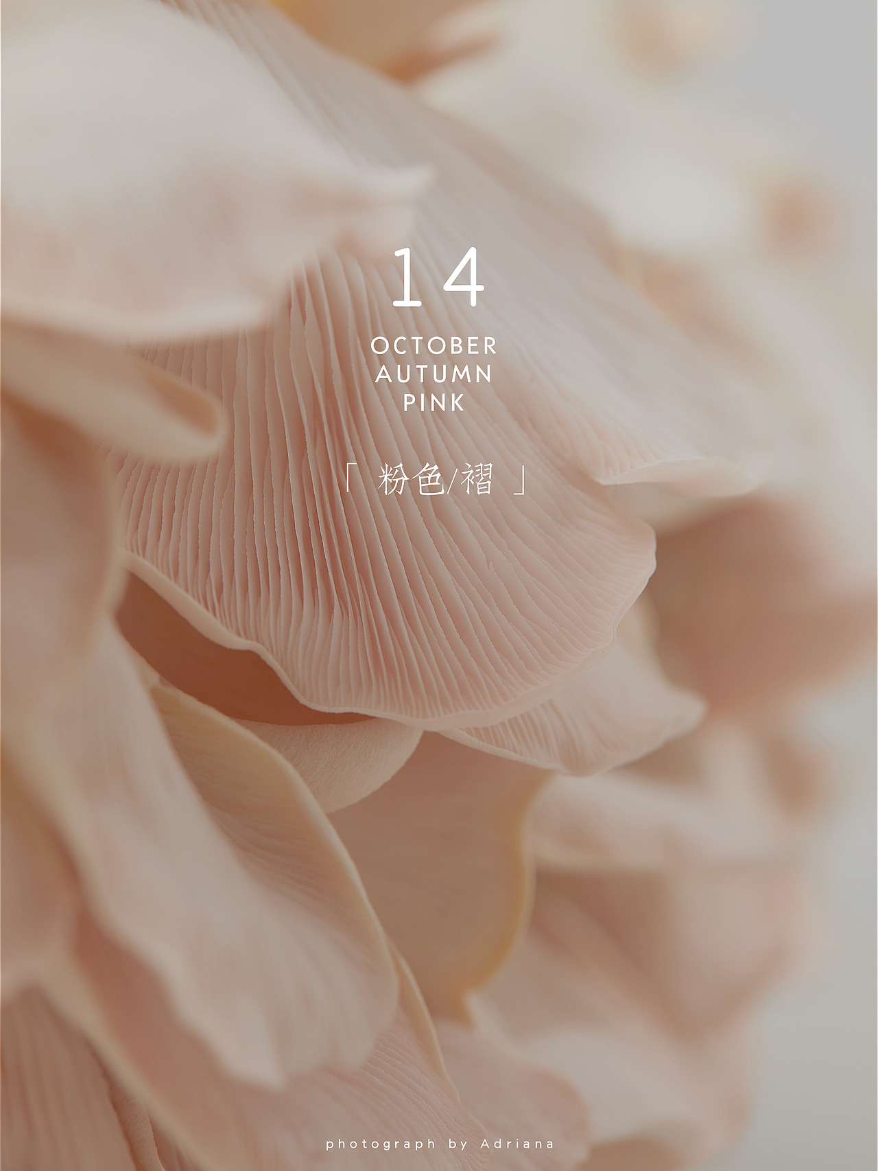 粉の褶皱 | 粉色平菇的快乐（图ZMjMyMTk3NTQ0） - 产品摄影 - 站酷设计师瞌睡蜜蜂原创素材 - 站酷ZCOOL