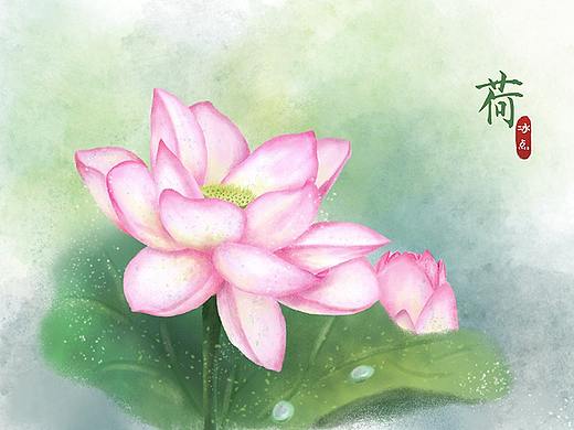 荷花/夏天/粉色/板绘/PS/插画