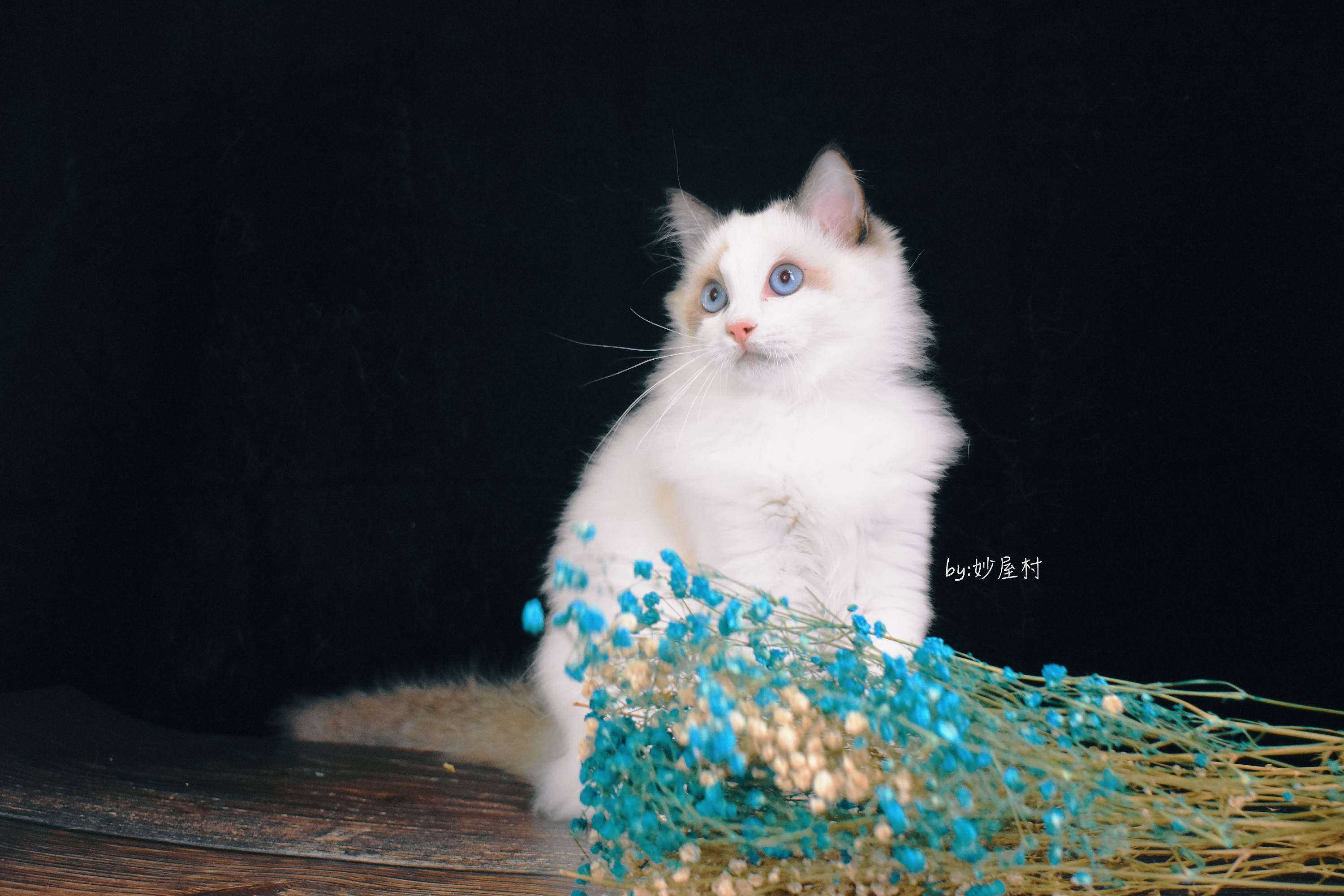 我是一只简单的布偶猫