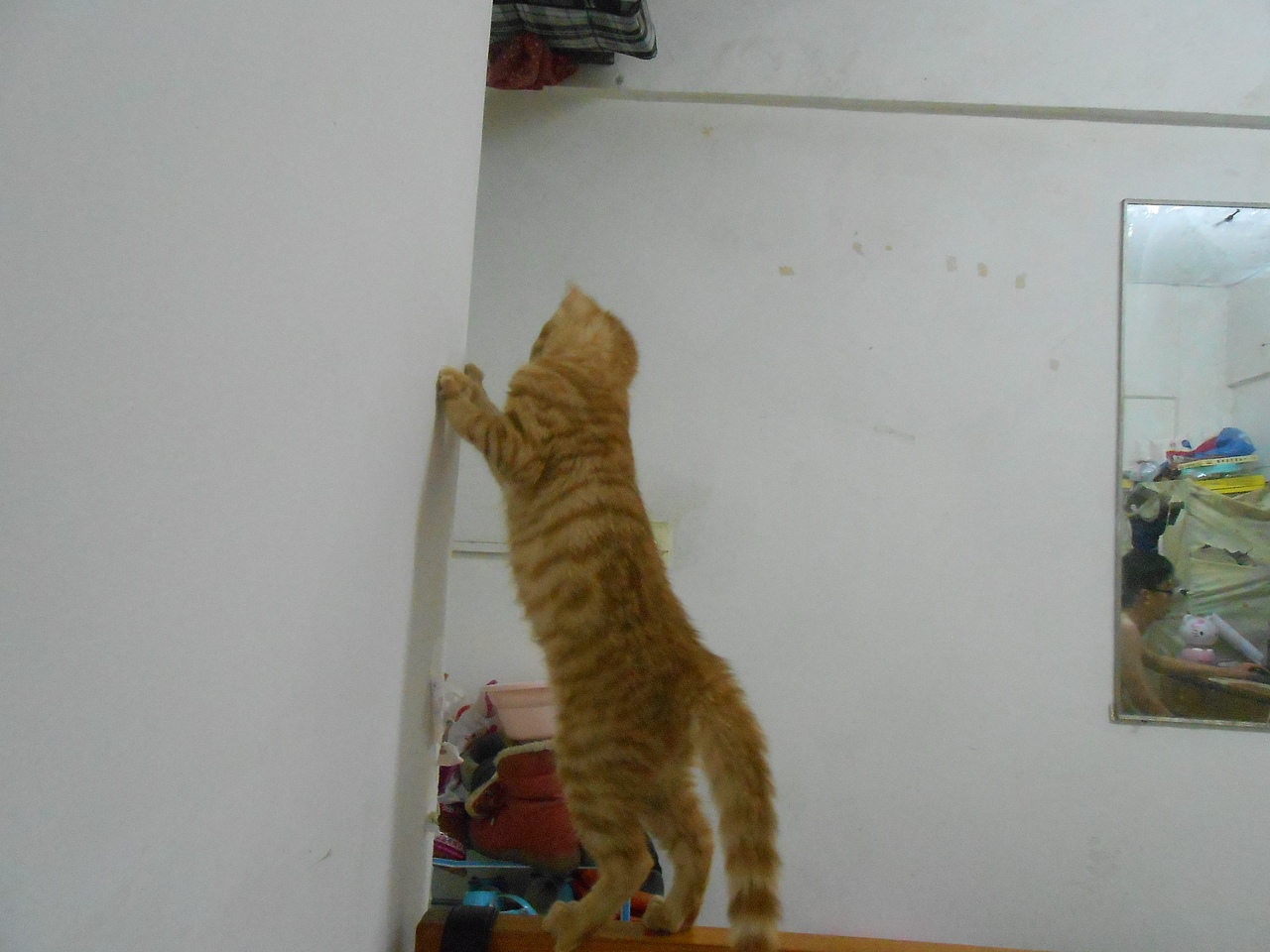 我家的猫猫(图ZMjU3NzEwNzI=) - 宠物摄影 - 站酷设计师兰芯儿原创素材 - 站酷ZCOOL