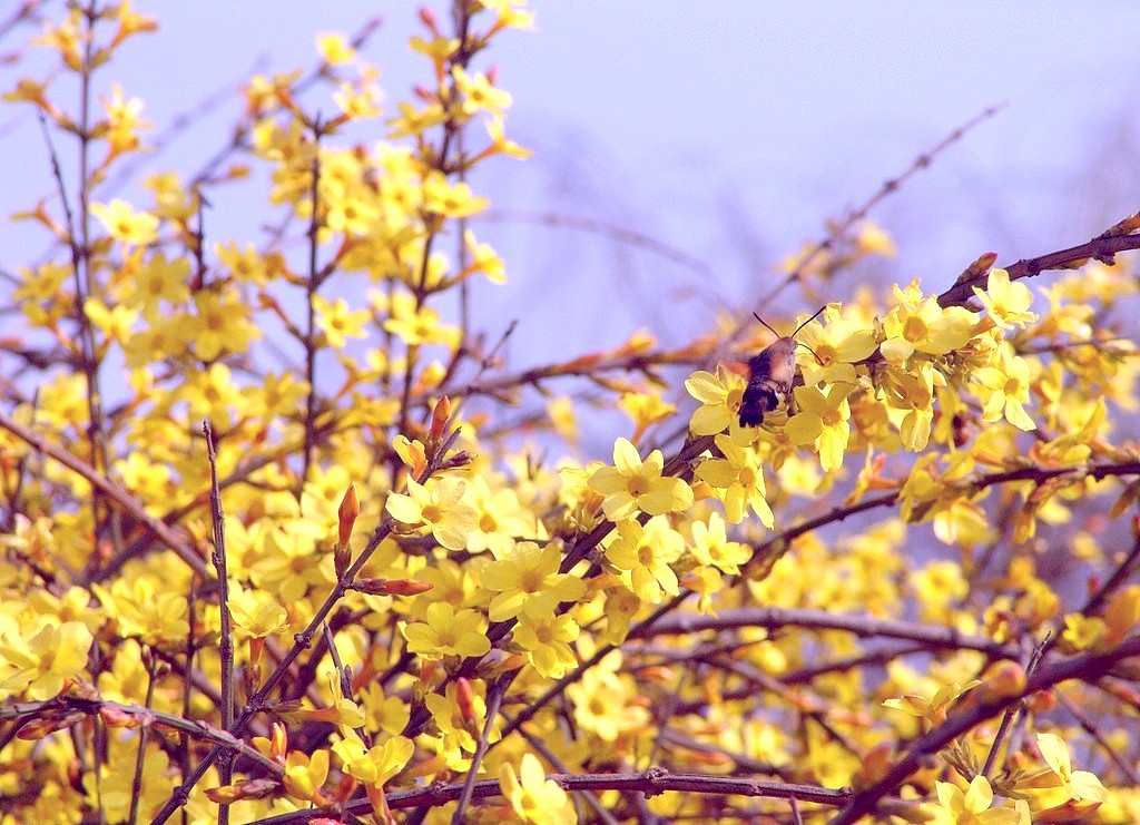 春花绚烂-夏天就这样悄悄地来了 也不管我想不想晒太阳