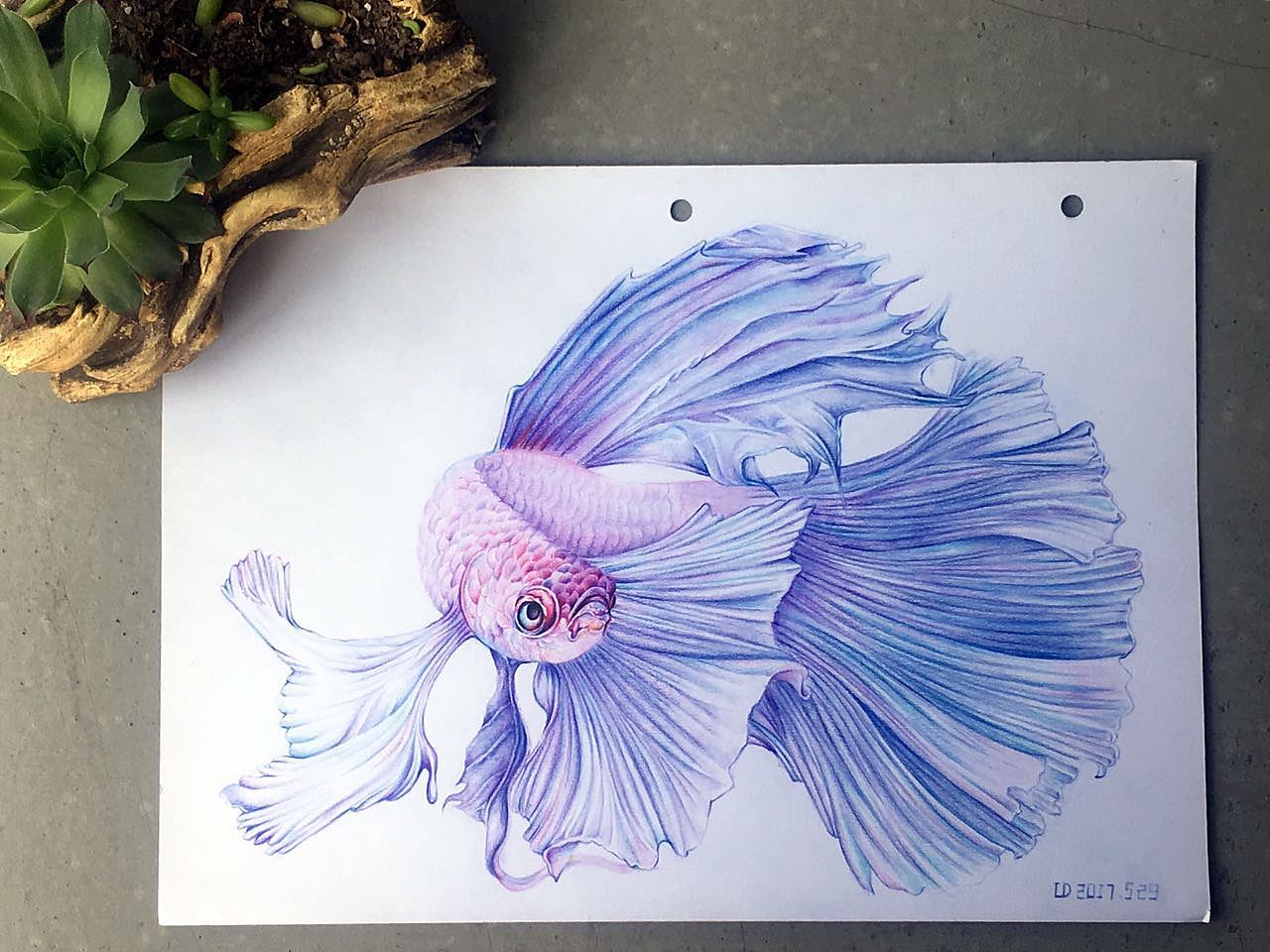 灵动之美——孔雀鱼（图ZODA3Mjc2NzY=） - 艺术插画 - 站酷设计师夏天里的冰魔原创素材 - 站酷ZCOOL