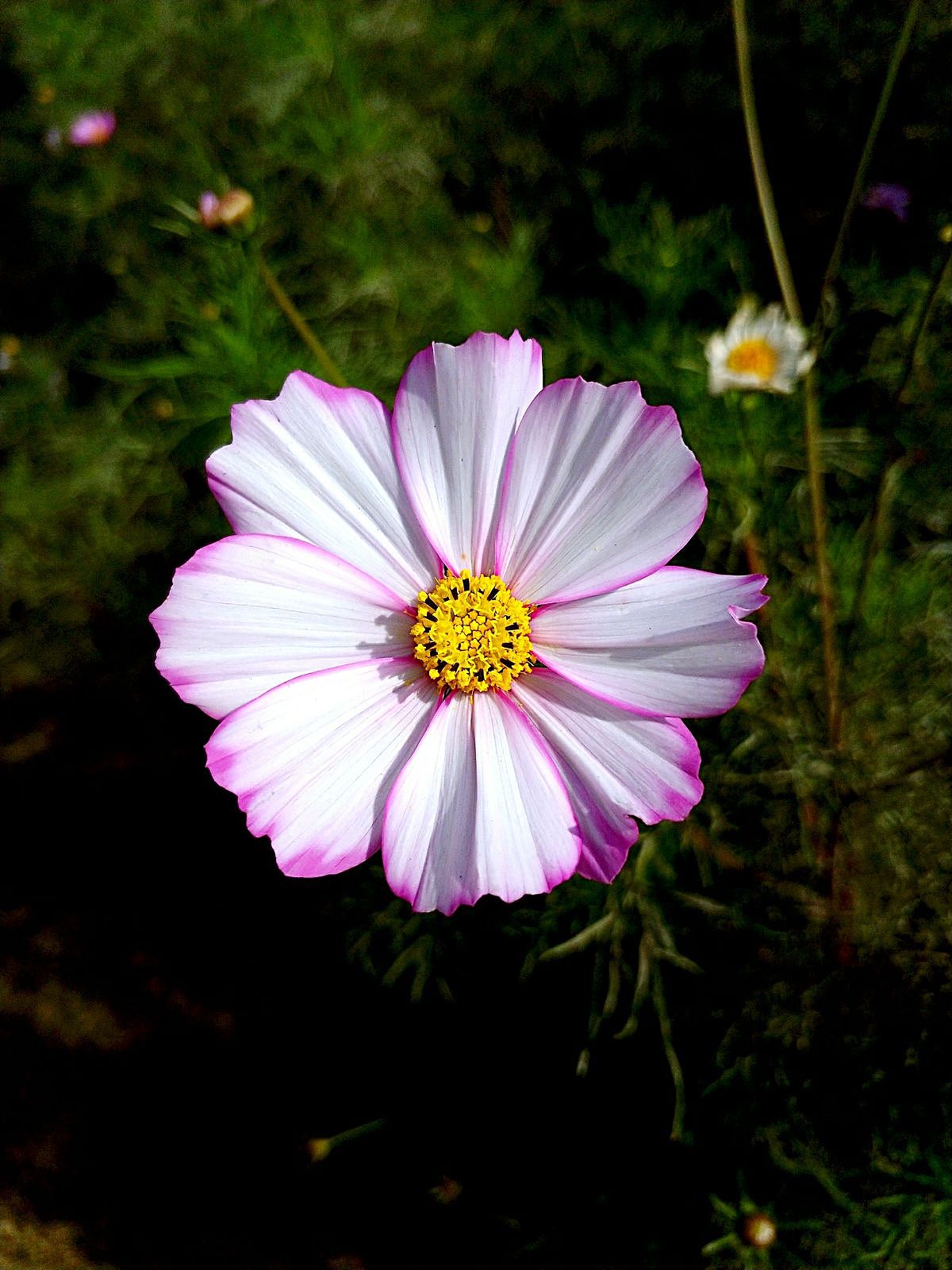 在藏语中,"格桑"是"美好时光"或"幸福"的意思,"梅朵"是花的意思,所以