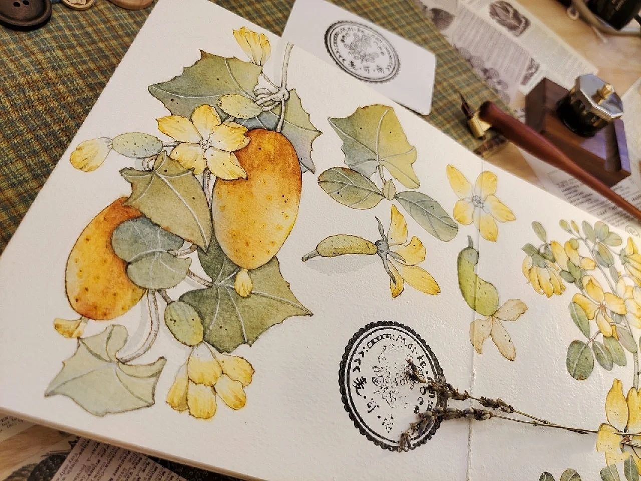 钢笔淡彩——黄瓜!