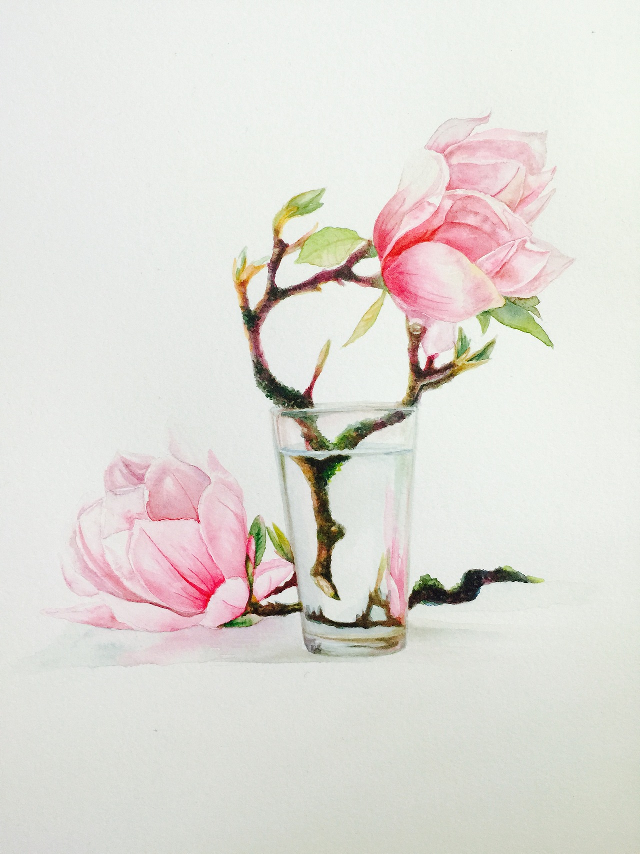 水彩花卉原创作品玻璃瓶里的玉兰花