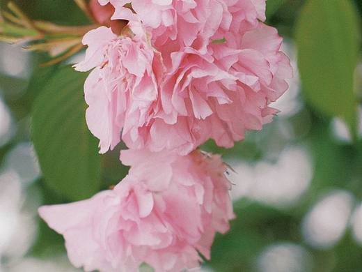 复古春天🌸🌺有花为伴