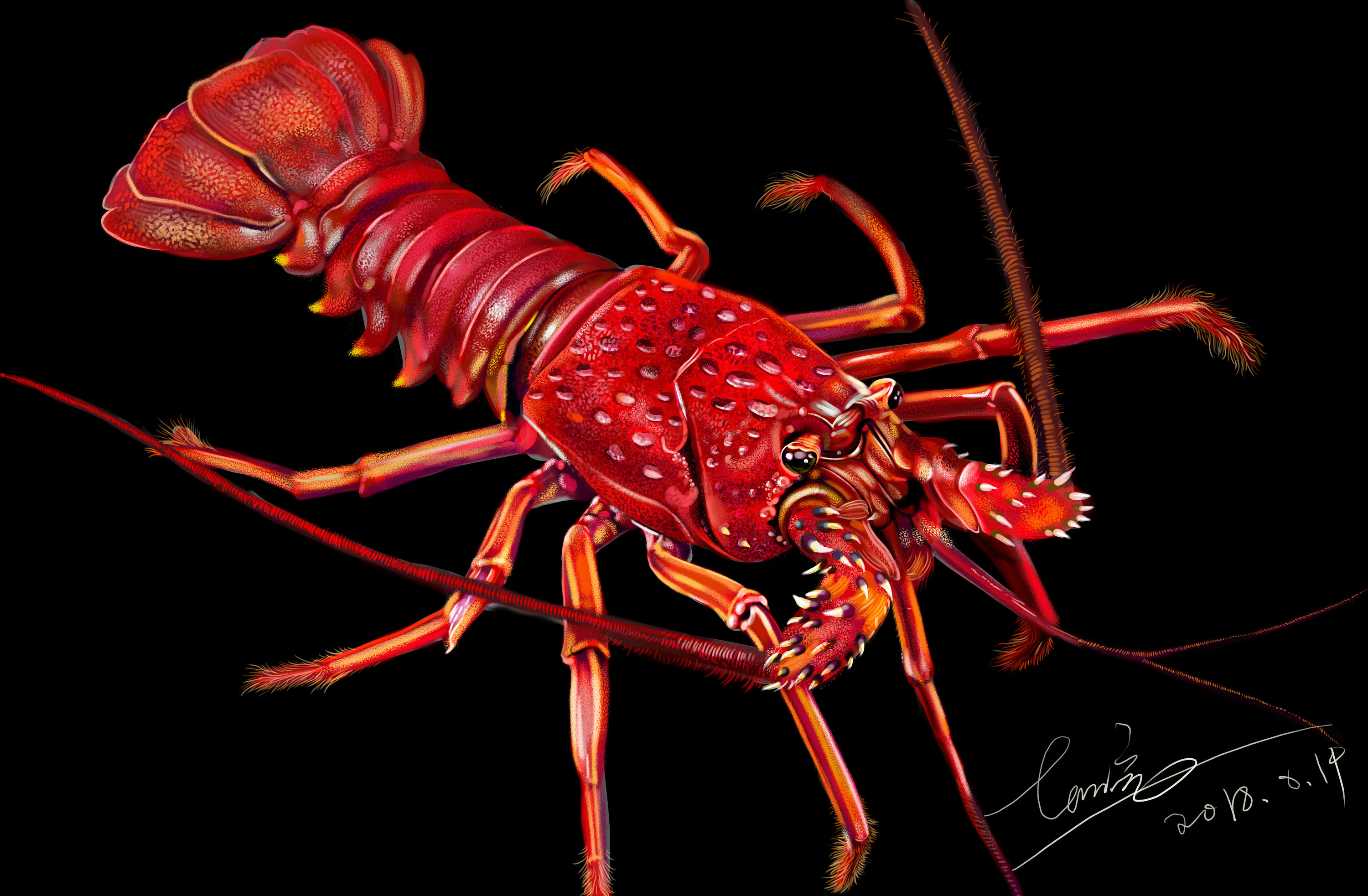 澳洲龙虾-手绘_狮子大亨-站酷zcool