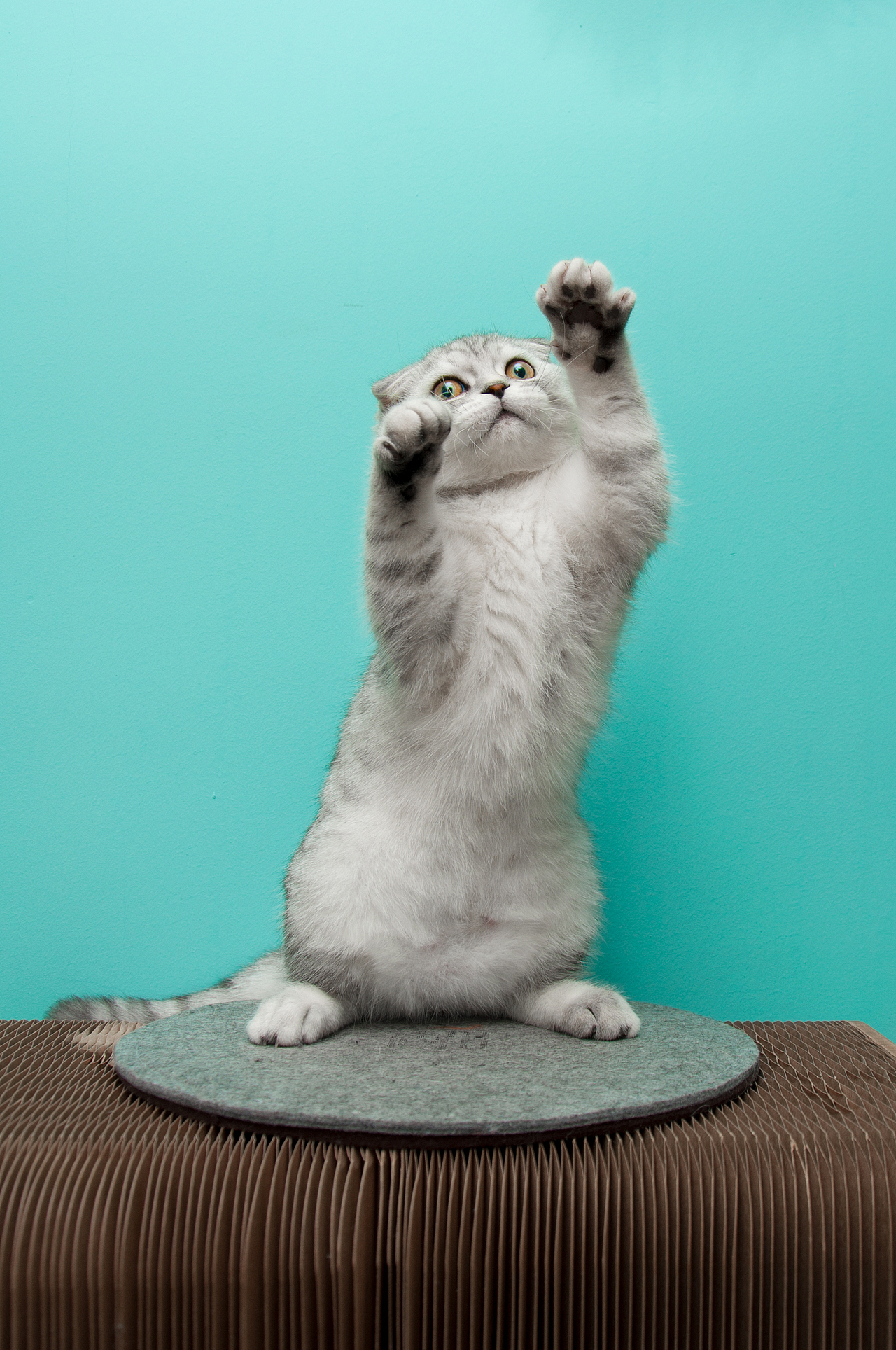 小小拳击手cooper