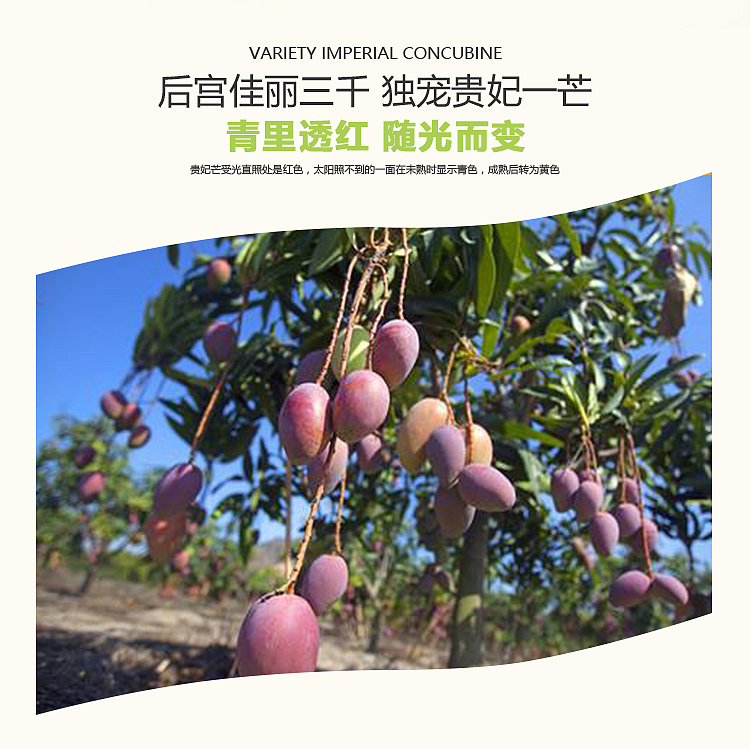贵妃芒详情页设计（图ZNzgzNDgxMzY=） - 电商 - 站酷设计师SugarNO1原创素材 - 站酷ZCOOL