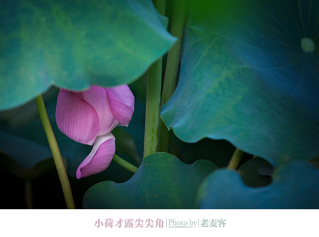 又是一年荷花开（图ZOTc3MTY2NA==） - 风光摄影 - 站酷设计师laomaike原创素材 - 站酷ZCOOL