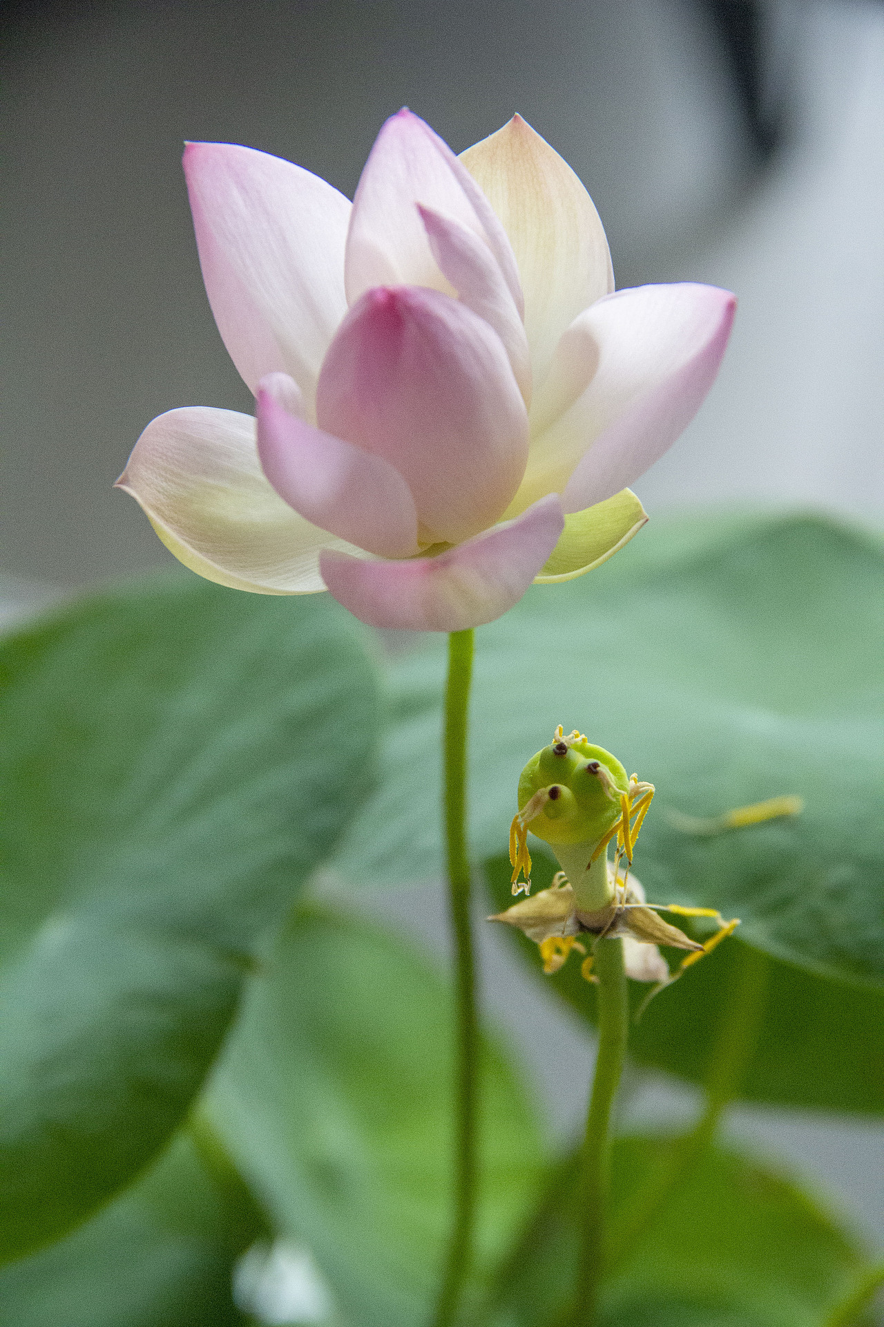 碗莲（图ZMjYwMjUyNTk2） - 风光摄影 - 站酷设计师芯弱原创素材 - 站酷ZCOOL