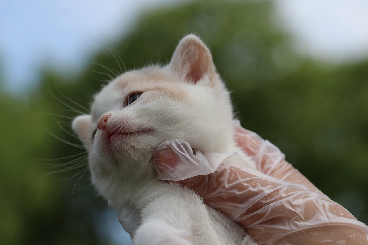 英短猫 0504英短小三花母-朵朵-20day260g-27day340g