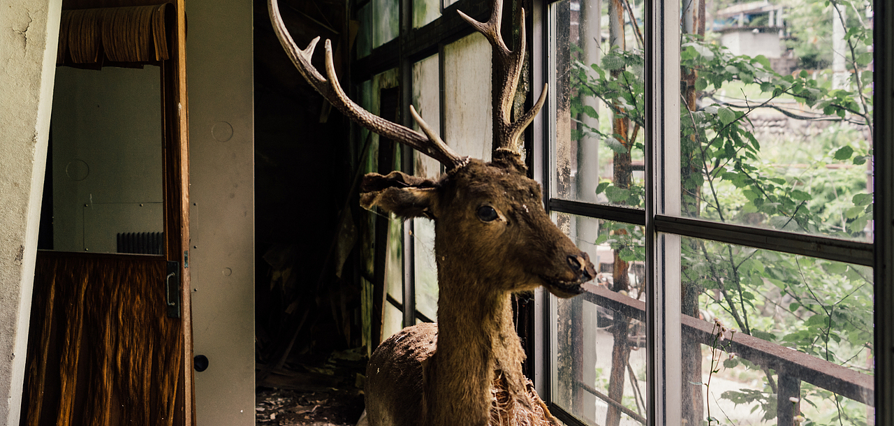 在顶层的宴会厅中间还有一只鹿的标本,寂静破败的大楼里突然能看见一个“活物”那种惊悚感,不亚于反锁的房门突然自动打开。