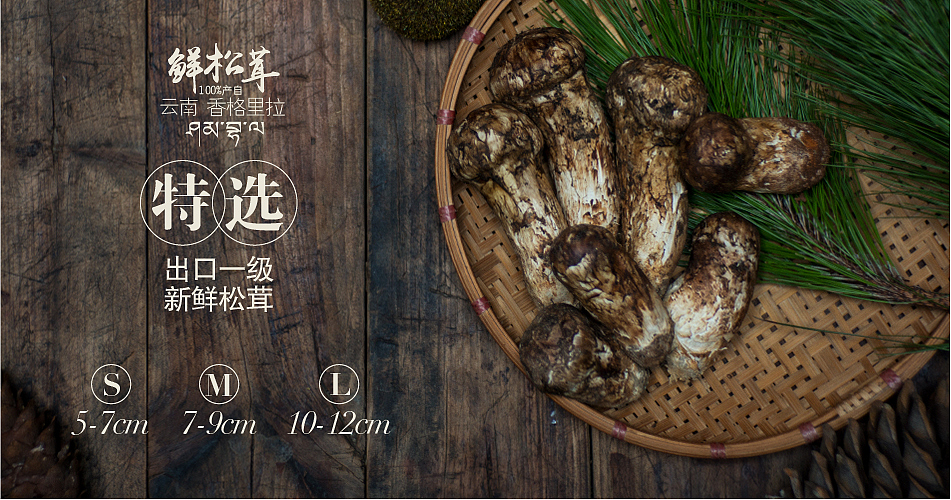 健膳乐食2015版松茸设计
