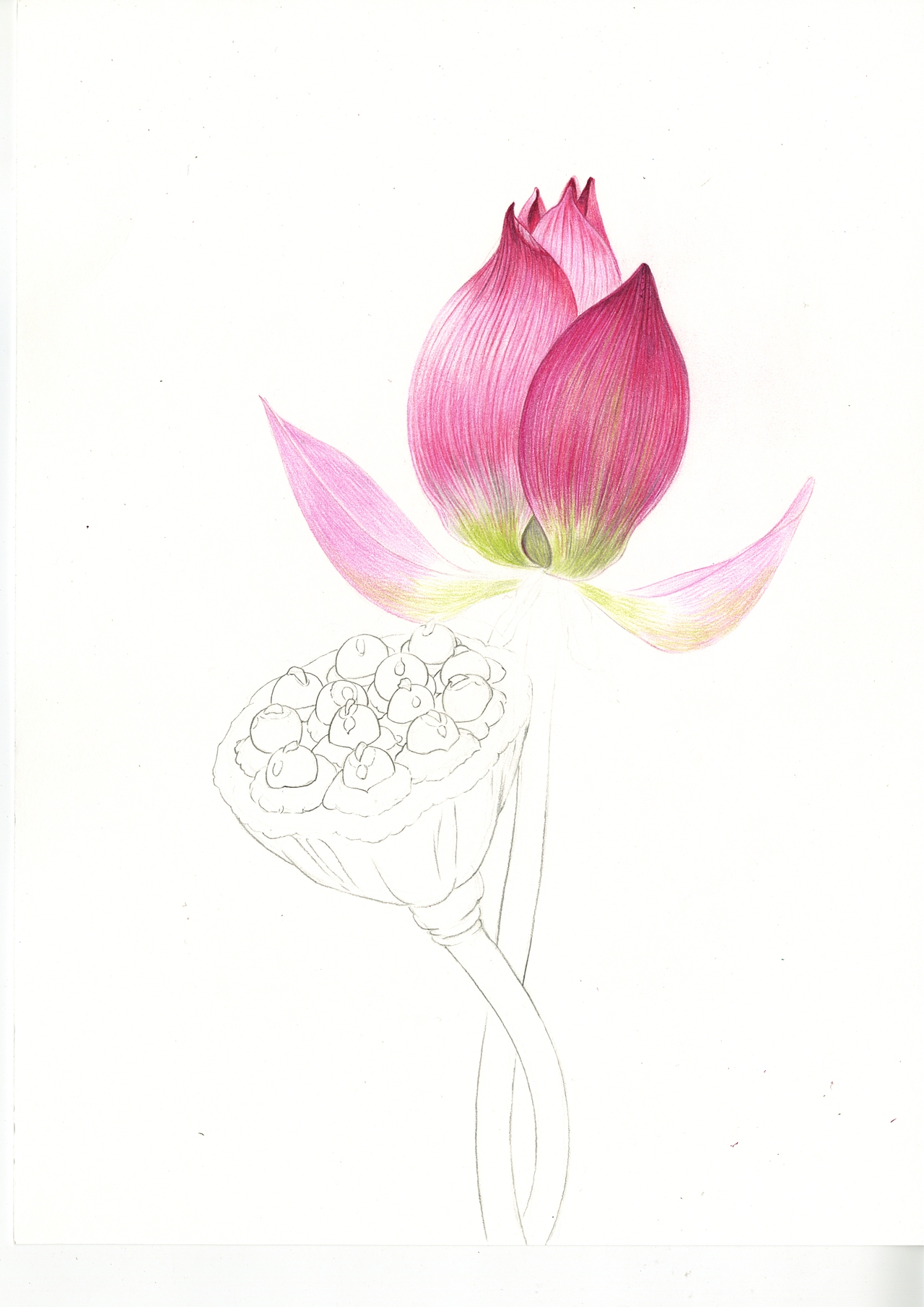 色铅笔|【荷花】原创/内含详细步骤/彩铅教程