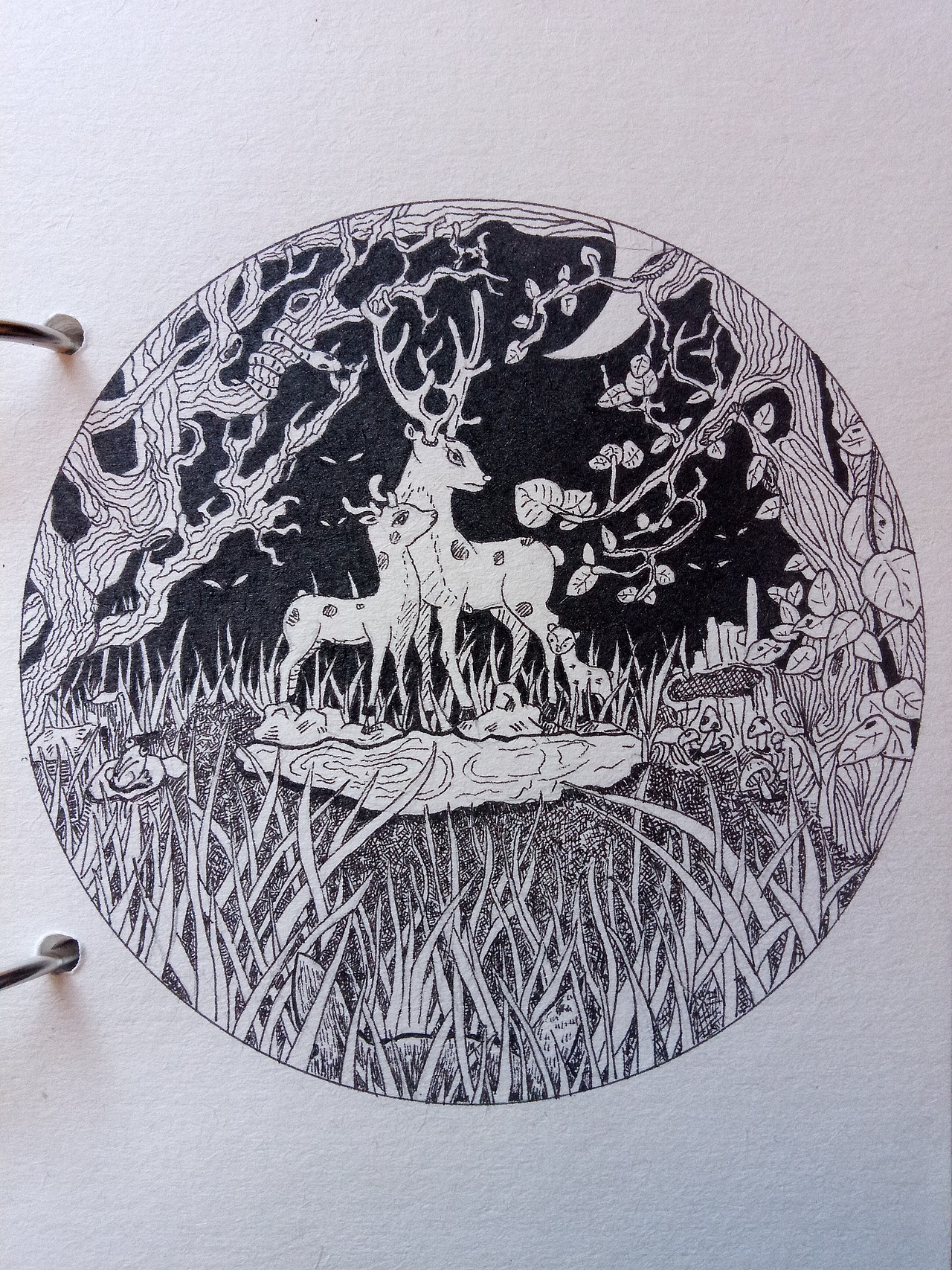 针管笔插画-《黑森林里的动物们》