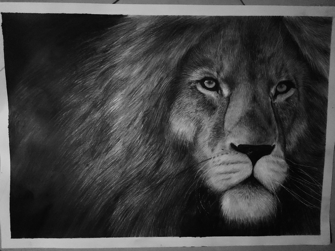 黑白狮子铅笔画
