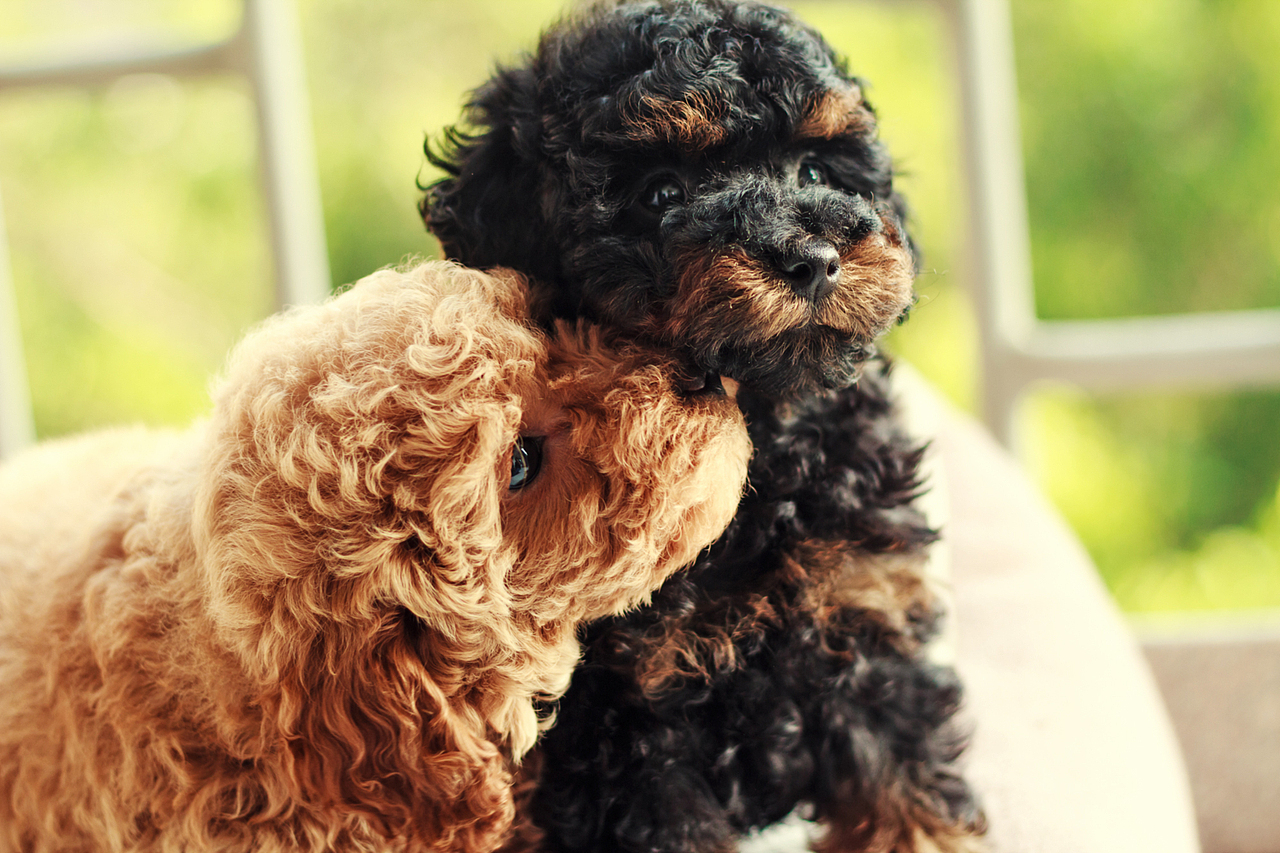 朋友家新出生的小狗