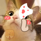 呆呆小熊恶搞猫狗表情