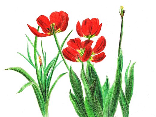 【驴大萌彩铅教程151】手绘郁金香花丛