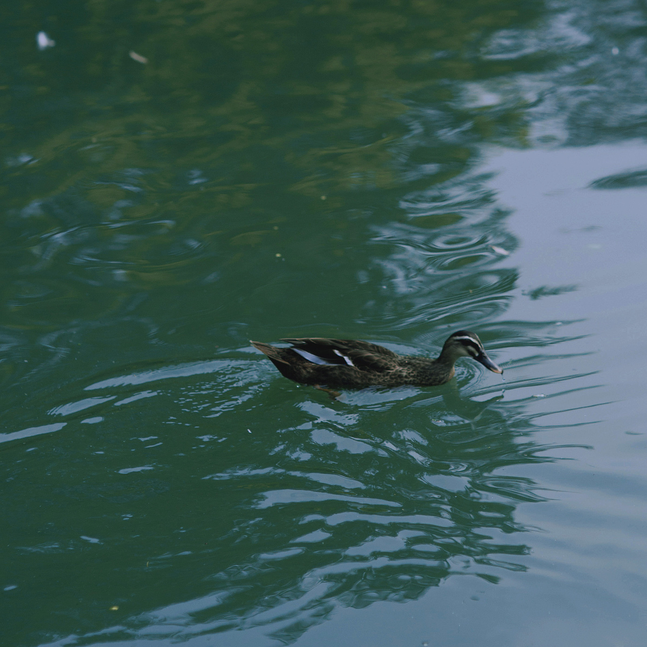 和夏天一起离开了
