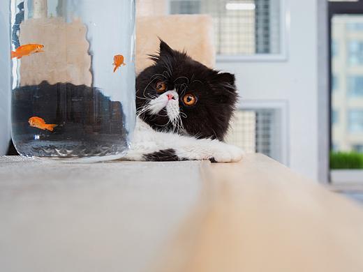 合集七【小哈寵物攝影】（個(gè)人主頁-ZNTM3MDIwMTY=） - 寵物攝影 - 站酷設(shè)計(jì)師小哈_ZwQ原創(chuàng)素材 - 站酷ZCOOL