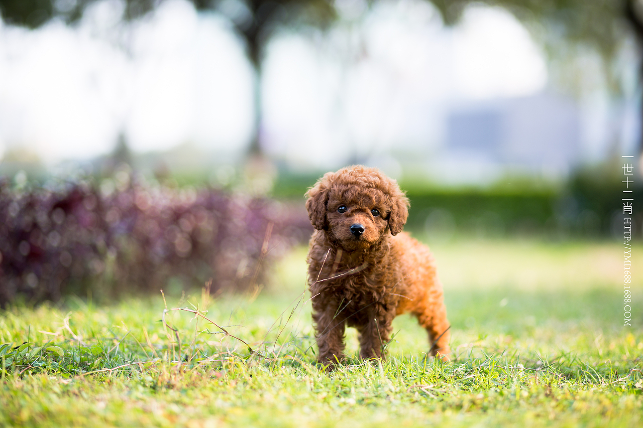 公园随拍（图ZMzkzMTU1MjQ=） - 宠物摄影 - 站酷设计师战斗羊坨原创素材 - 站酷ZCOOL