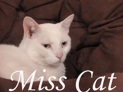 猫主题咖啡厅