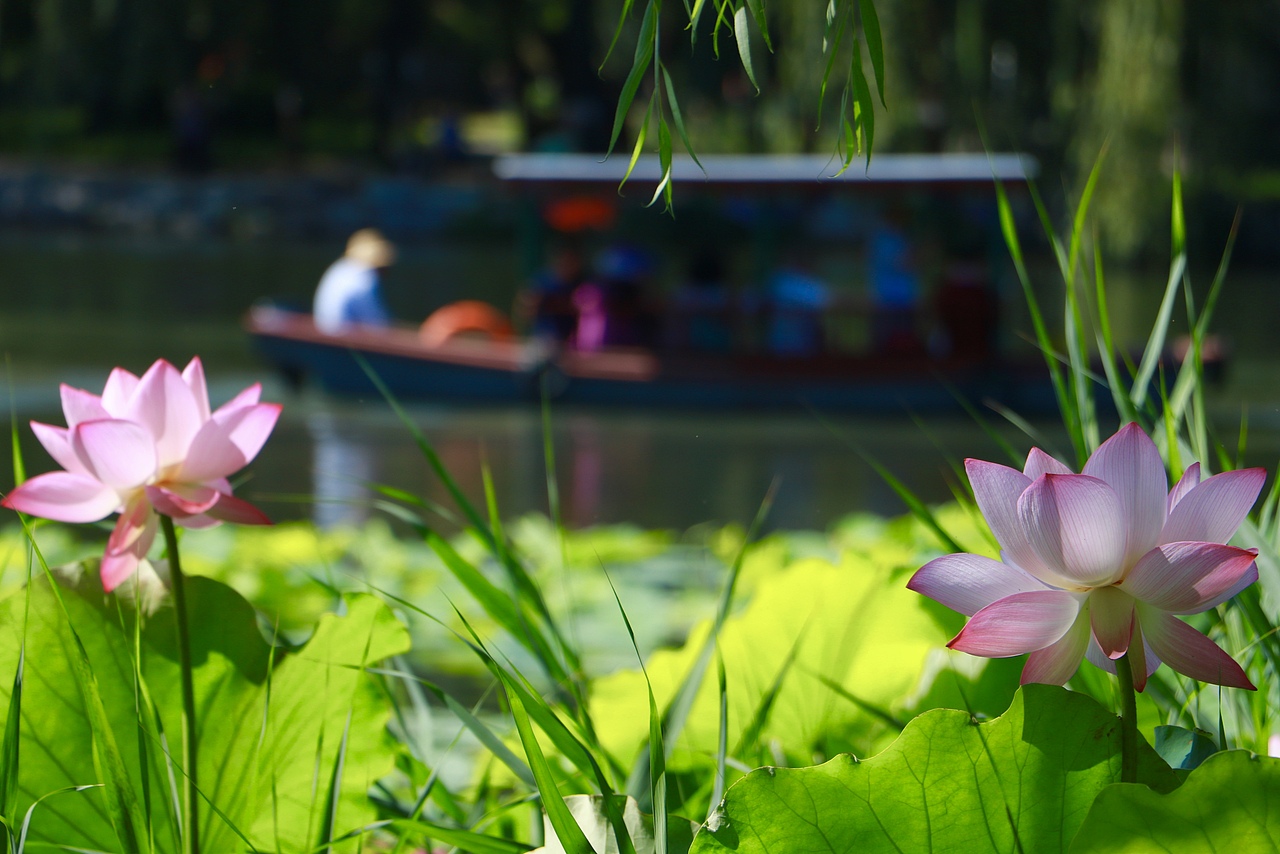 夏荷（图ZMTY0ODkwNTMy） - 产品摄影 - 站酷设计师行走的口袋原创素材 - 站酷ZCOOL