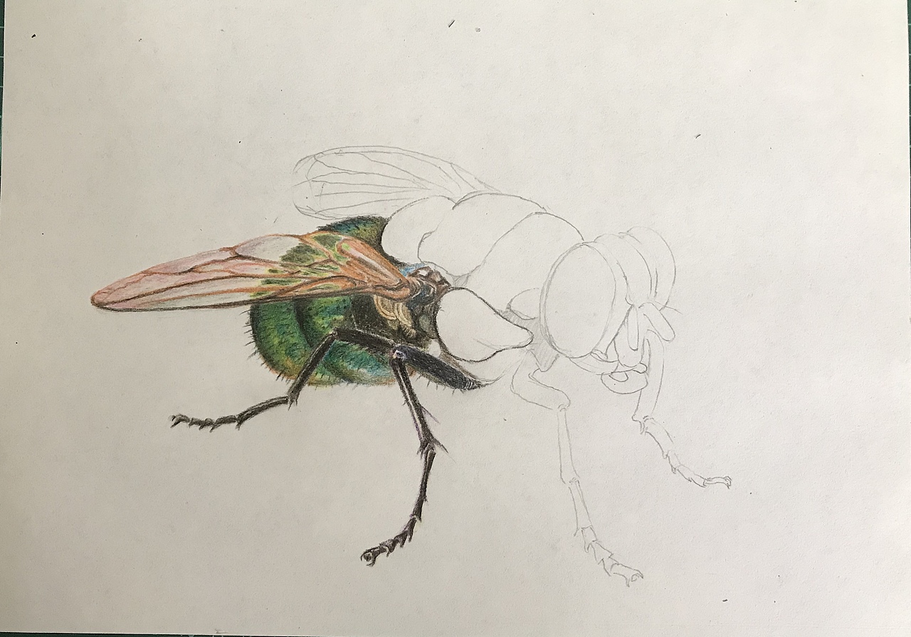 苍蝇（图ZMjI4MzgwNDI4） - 绘画 - 站酷设计师懒猫仔原创素材 - 站酷ZCOOL