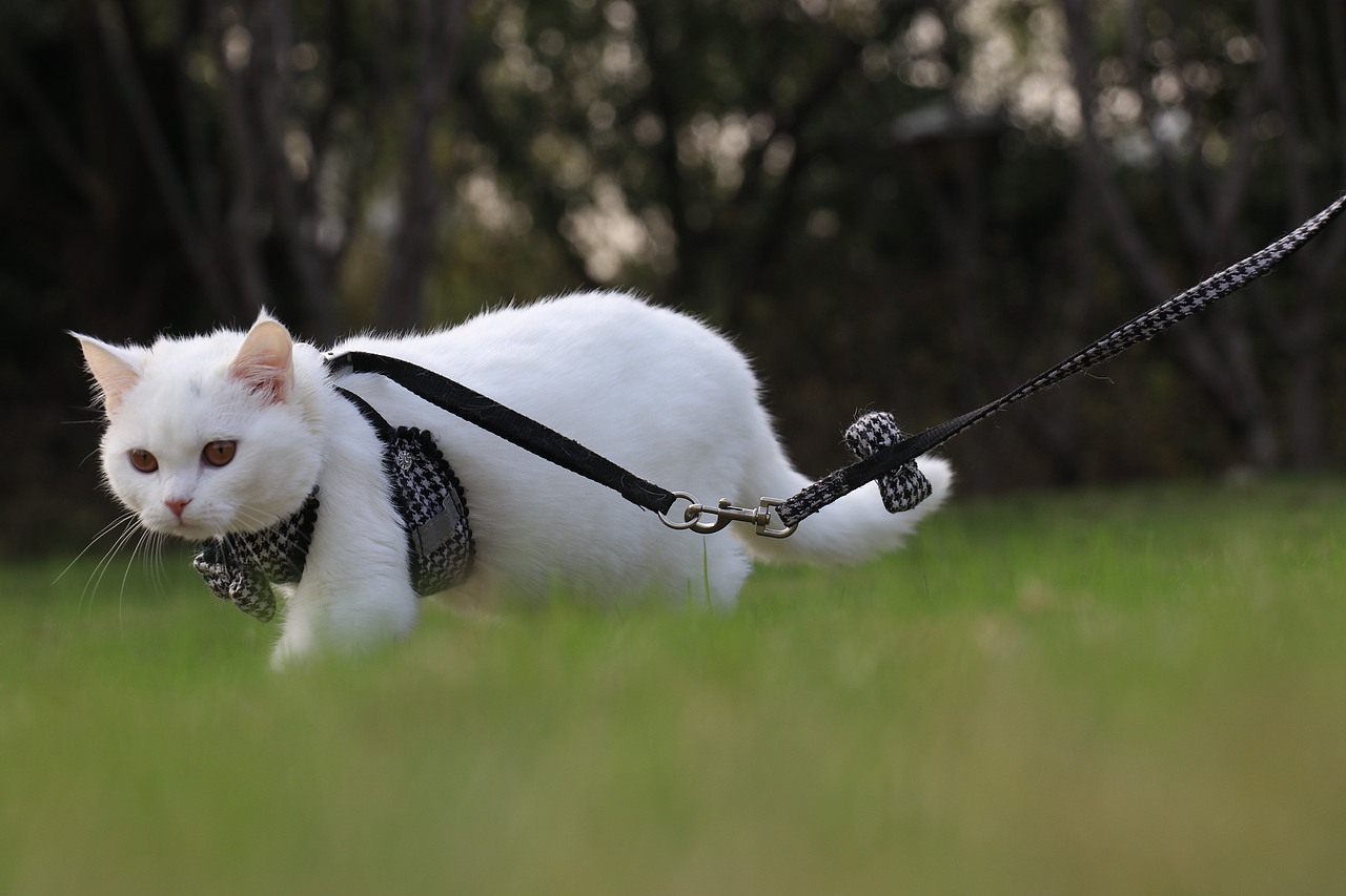 纯白色 英国短毛猫 眼睛橙色猫毛纯白色 白色英短