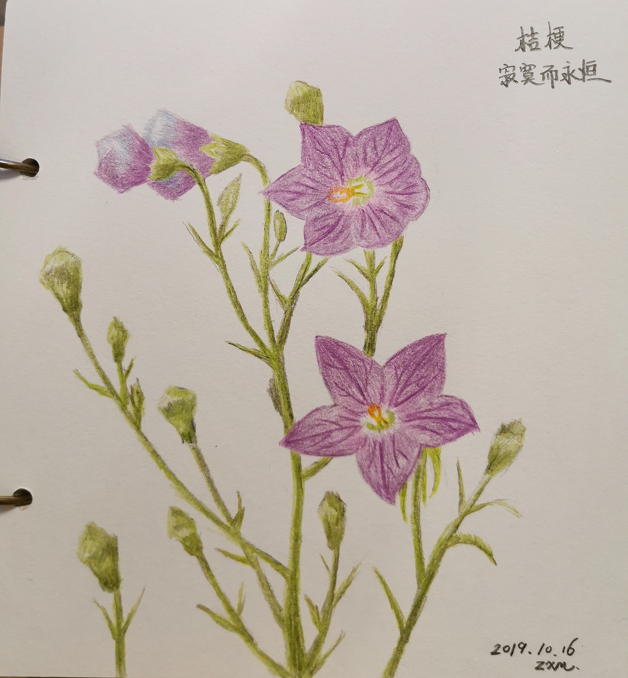 花卉系列彩铅画