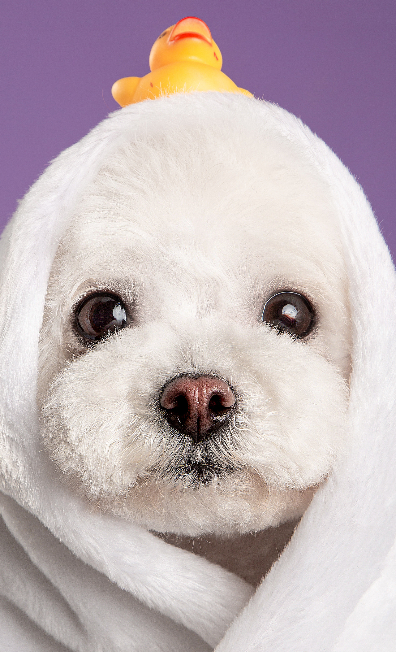 【動物照相館】合集