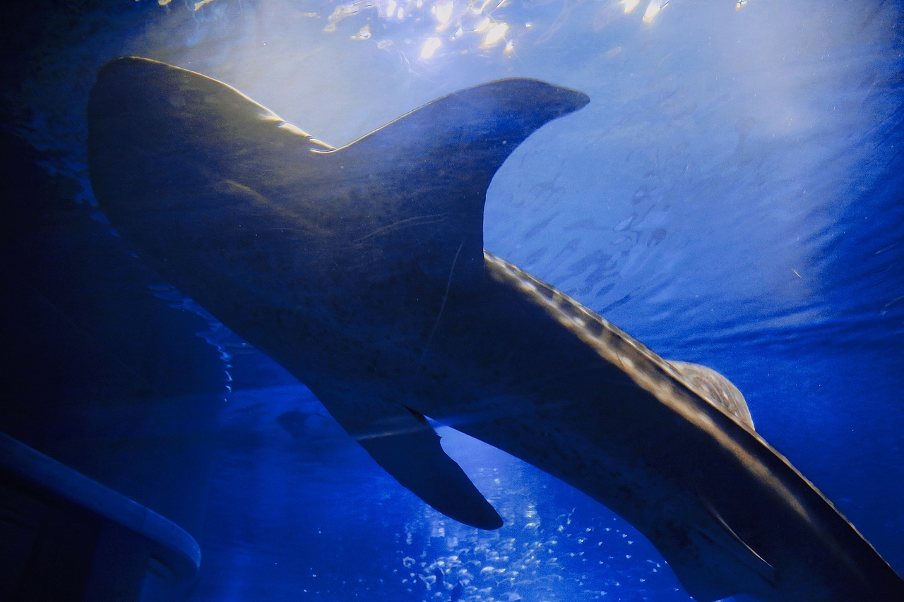 海游馆(摄影)（图ZMjQwODA0NDgw） - 风光摄影 - 站酷设计师sin纯子原创素材 - 站酷ZCOOL