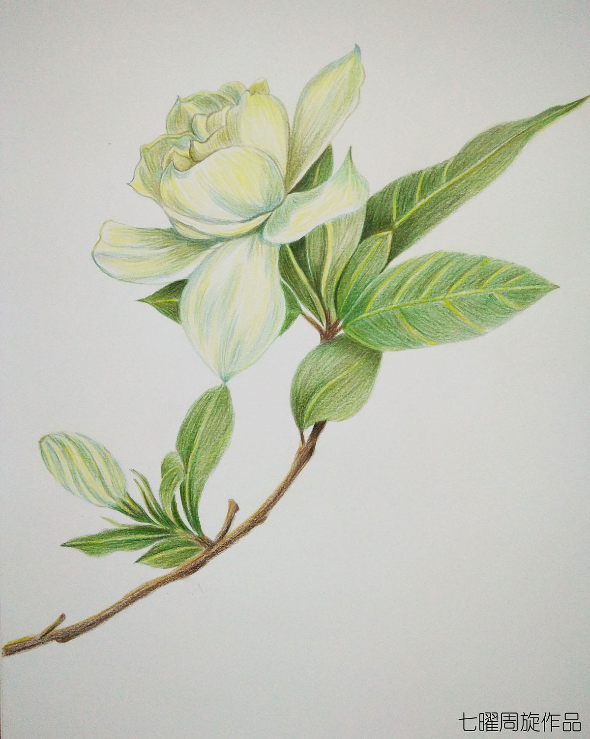 暖色 彩铅花卉（图ZODcyMDM1NTI=） - 绘画 - 站酷设计师艺伙V课原创素材 - 站酷ZCOOL