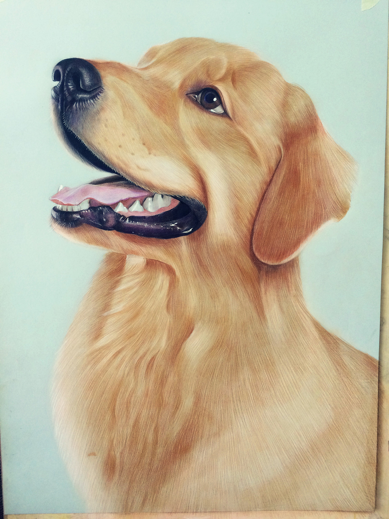 小金毛（图ZNTIxNzIwODQ=） - 绘画 - 站酷设计师Timtlb原创素材 - 站酷ZCOOL