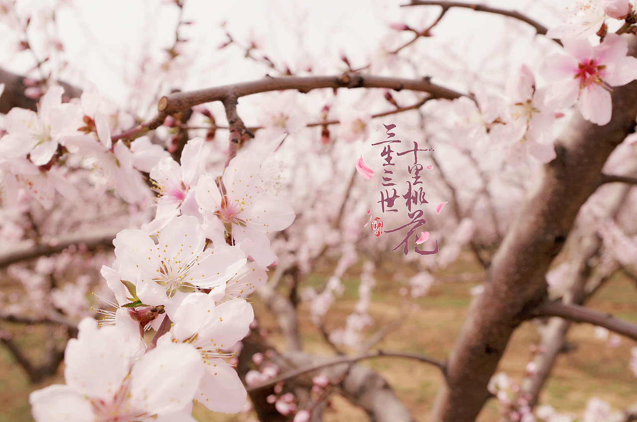 三生三世十里桃花youtube 螢幕廣播系統