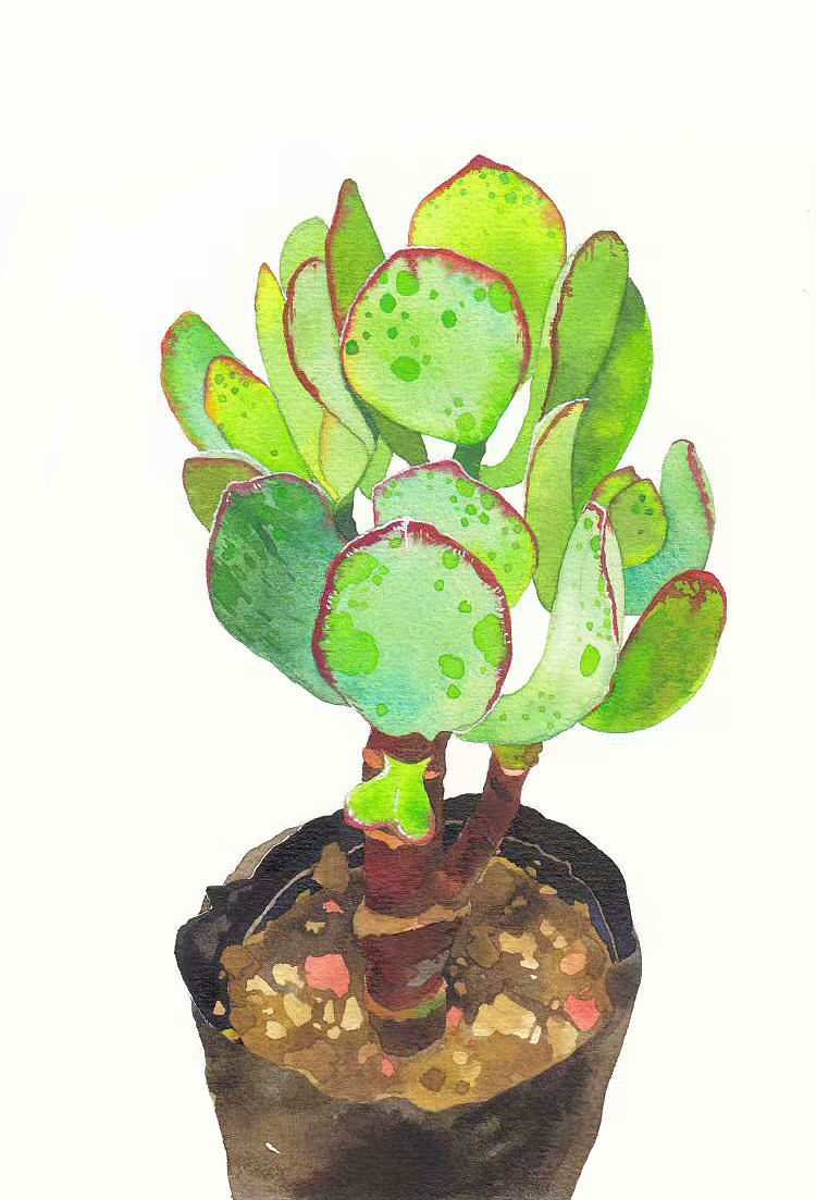 水彩手绘多肉植物系列