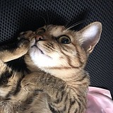 奶黄NNing的头像