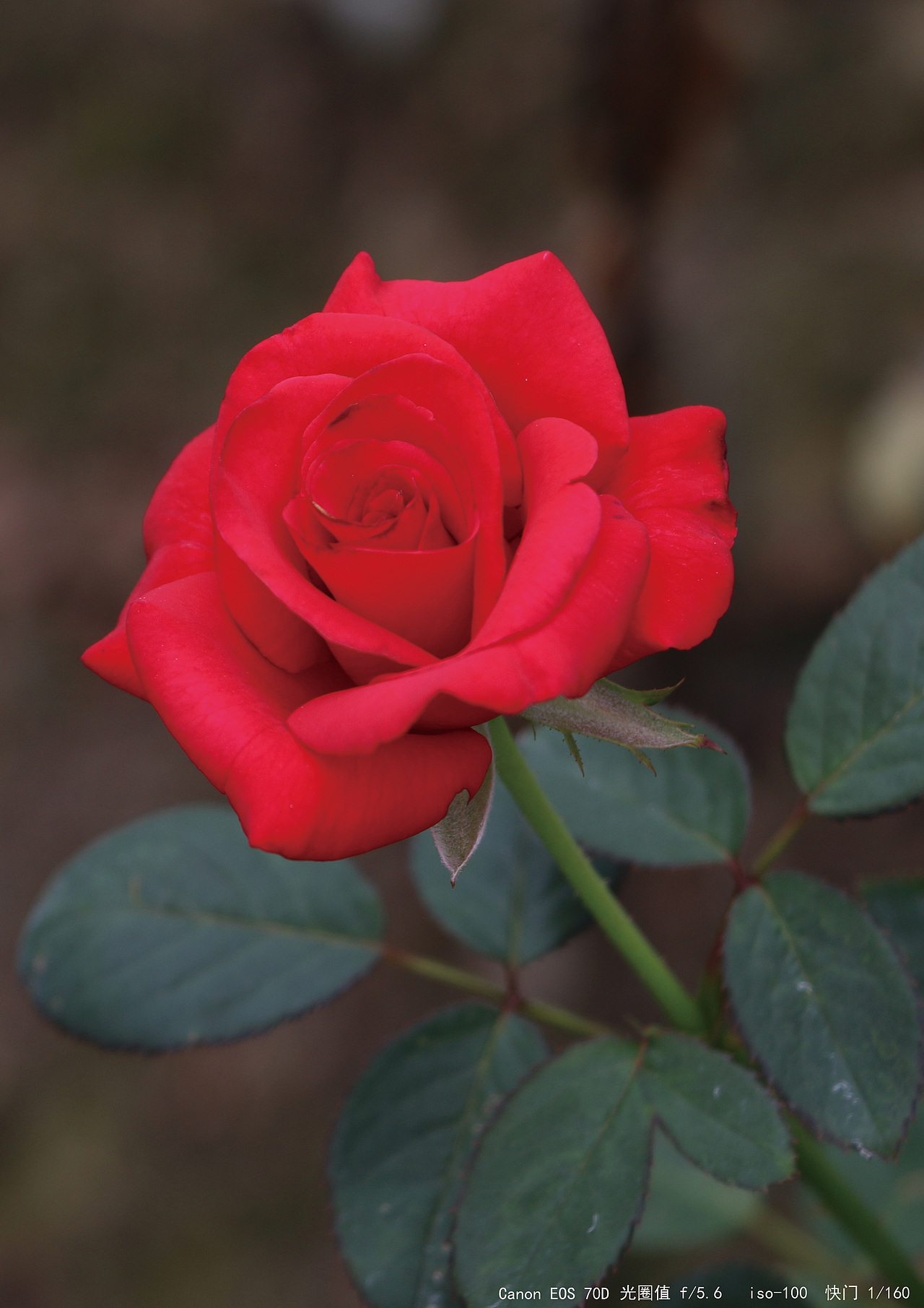 花（图ZMTMxOTAyMDA0） - 产品摄影 - 站酷设计师Georgia孙原创素材 - 站酷ZCOOL