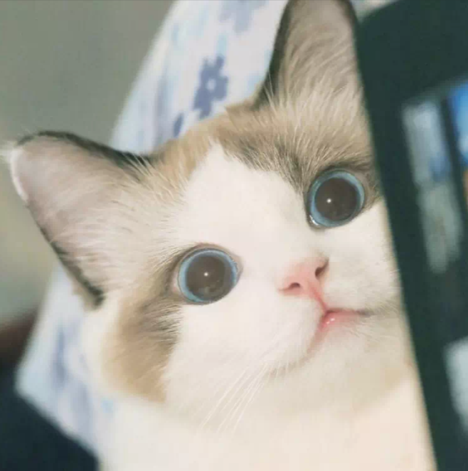 坨坨爱吃牛丼的个人主页（封面预览） - 主页封面设置 - 站酷设计师坨坨爱吃牛丼原创素材 - 站酷ZCOOL