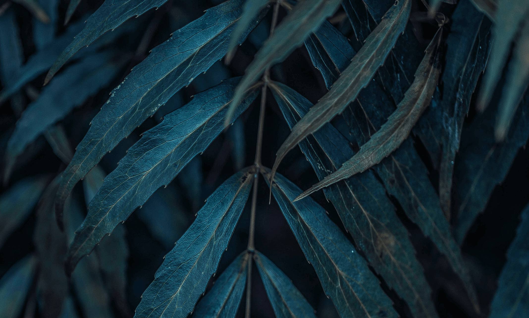 范朵朵的个人主页（封面预览） - 主页封面设置 - 站酷设计师范朵朵原创素材 - 站酷ZCOOL