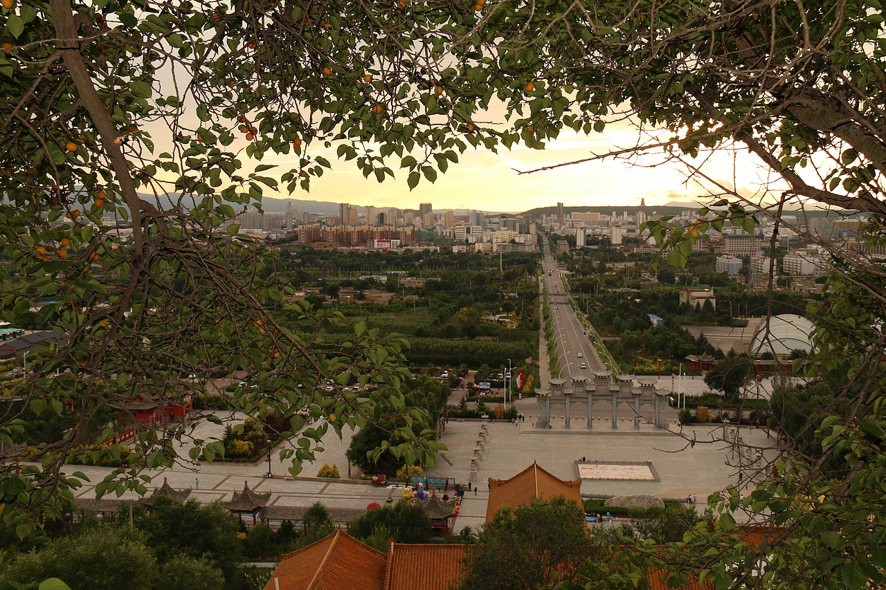 虫子,花朵和城市