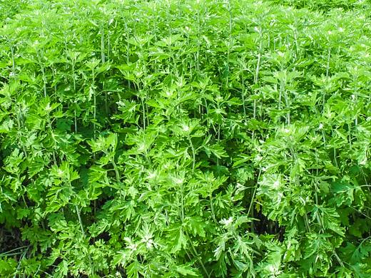 艾草 艾草详情 艾草详情页 电商产品拍摄 