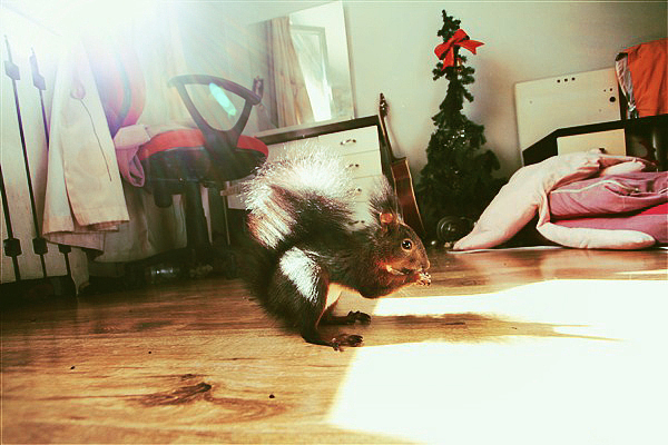 HI~我是爆乳飞（图ZMTc5MzA5Mg==） - 宠物摄影 - 站酷设计师pinkmana原创素材 - 站酷ZCOOL