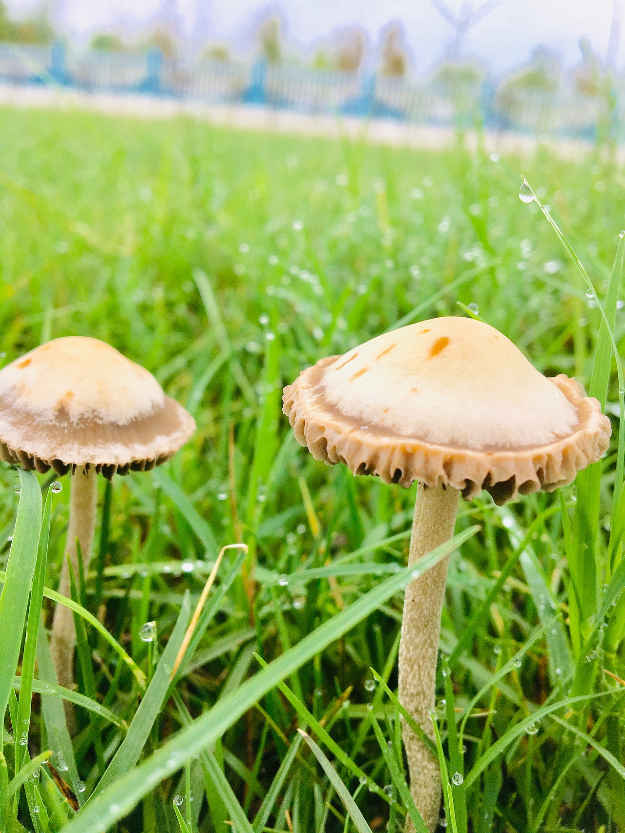 生活中的手机小摄影