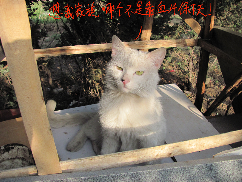 我结交了一群新朋友（图ZMjc2MjE1NjA=） - 文案/策划 - 站酷设计师画师x如也原创素材 - 站酷ZCOOL