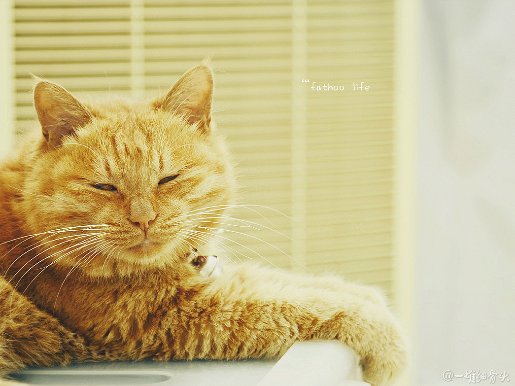 胖虎的日常（一）消魂睡姿集锦（图ZNTM1NTk2MjA=） - 宠物摄影 - 站酷设计师baggiokiva原创素材 - 站酷ZCOOL