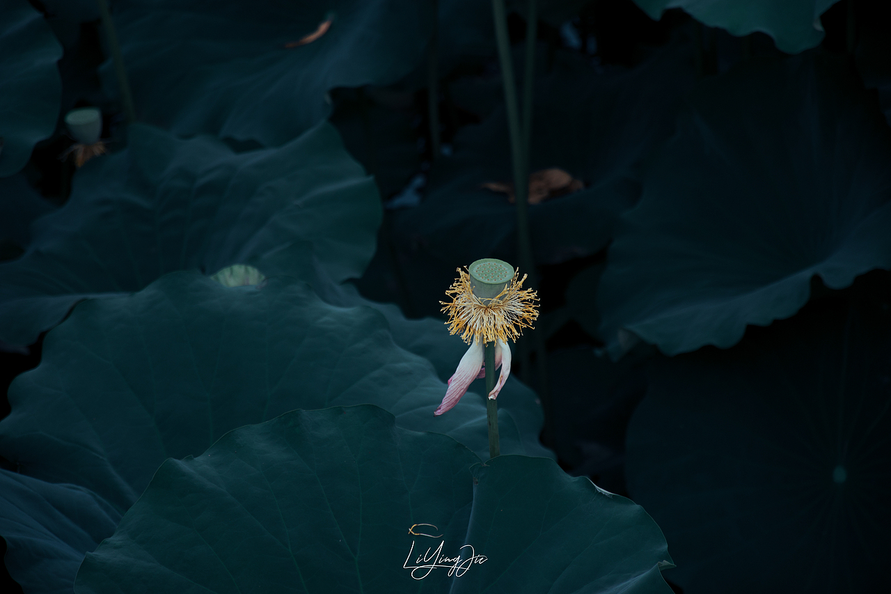 水出芙蓉（图ZMjEzNTkzMTYw） - 产品摄影 - 站酷设计师与海为邻原创素材 - 站酷ZCOOL