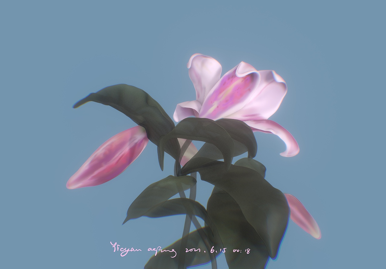 Momad建模|关于花的